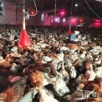 فروش مرغ بومی بهترین نژاد(چیکن میکس)