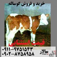 فروش گوساله هلشتاین و سمینتال ، فروش گوساله