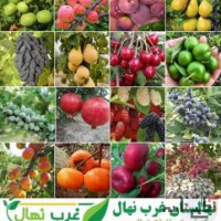 خرید نهال از نهالستان با قیمت فروش مناسب