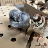 فروشگاه تجهیزات دام طیور و‌گلخانه
