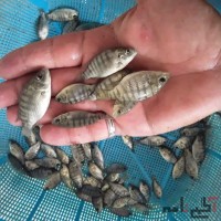 فروش عمده ی بچه ماهی تیلاپیا و کپور