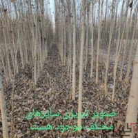 فروش صنوبر تبریزی وکبوده بن دار عمده و خرده با بهتریت کیفیت و نازلترین قیمت