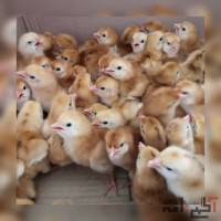 فروش جوجه یکروزه محلی گلپایگانی و جوجه یکروزه جهادی