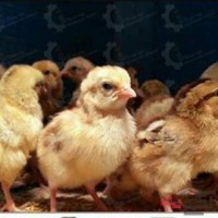 جوجه مرغ بومی