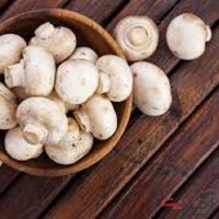 اموزش پرورش قارچ به صورت تخصصی