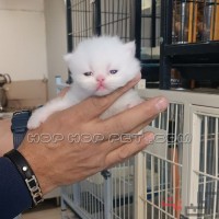 فروش گربه آپارتمانی