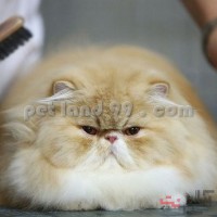 آموزشگاه آرایش حیوانات خانگی