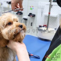 آموزش تخصصی آرایش سگ