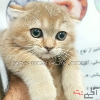 گربه اسکاتیش آپارتمانی