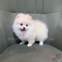 فروش سگ پامرانین شمال تهران