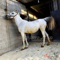 کره اسب ایرانی