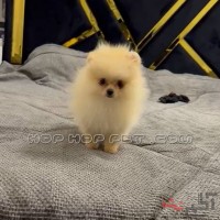 خرید سگ جیبی تیکاپ