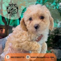 توله سگ توی پودل رنگ اپریکات 2 ماهه نر