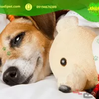 پانسیون سگ و گربه قیطریه