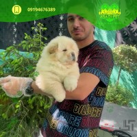 آموزش نگهداری از حیوانات خانگی