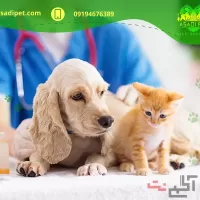 درمان بیماری های عفونی سگ و گربه