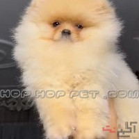 توله پامر خرسی سفید پشمالو