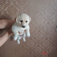 سگ تریر دو ماهه