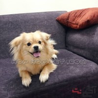 سگ پامر اشپیتز ارزان