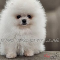 فروش سگ شمال تهران