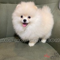 فروش سگ آپارتمانی نیاوران