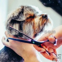 مهاجرت از طریق مدرک آرایش حیوانات