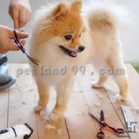 مهاجرت کانادا و آمریکا با مدرک آرایش حیوانات