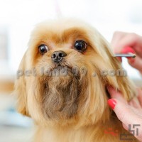 آرایش حیوانات در محل و منزل شما