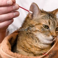 آموزشگاه آرایش حیوانات خانگی