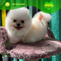 توله سگ پامرانین عظیمیه کرج