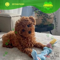 سگ آپارتمانی ارزان قیمت