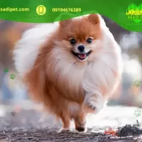 قیمت سگ آپارتمانی استانبول