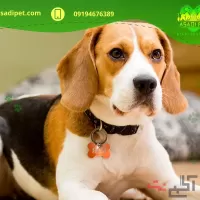 خرید و فروش‌ سگ ارزان