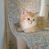 فروشگاه حیوانات خانگی