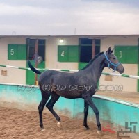 اسب اصیل عربی