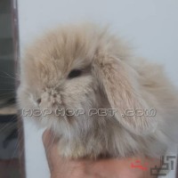 خرگوش مینی لوپ کرمی