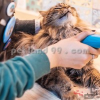 آموزش اصلاح گربه با ماشین موزر خانگی