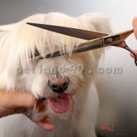 دوره آموزش پت گرومینگ اقساطی
