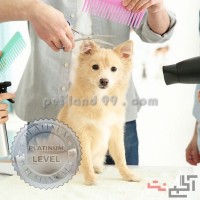 آموزشگاه تخصصی آرایش سگ