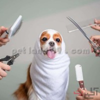جذب کارآموز آرایشگری حیوانات