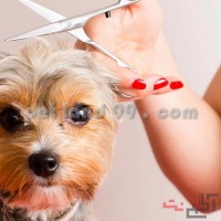 آموزشگاه آرایش سگ و گربه