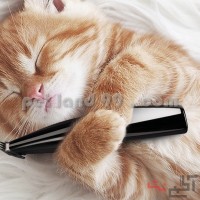 آموزش اصلاح موی گربه ارزان