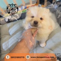 قیمت سگ چاوچاو وایت قیطریه
