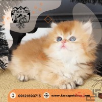 فروش بچه گربه بریتیش کرج