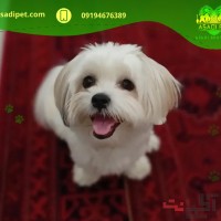 خرید سگ شیتزو کراس قیطریه