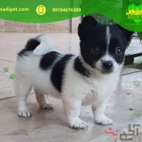 فروش سگ پاکوتاه تربیت شده اندرزگو