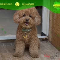 فروش سگ پودل عروسکی شمال تهران