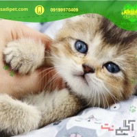 خرید گربه خانگی  بریتیش اندرزگو