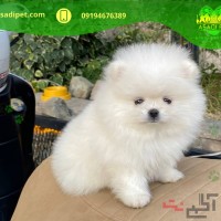 خدمات دامپزشکی حیوانات کرج