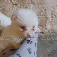 سگ پامرانین ارزان